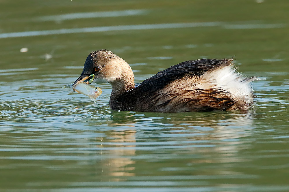 Il terribile tuffetto